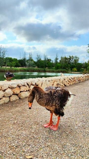 Убери камеру! #гусь #птицы #природа #funnyshorts #hissing смотреть онлайн