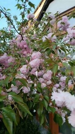 Красивенное Крымское цветение