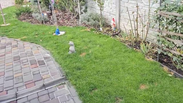 Накормили собачек, вареники с шкварками! смотреть онлайн