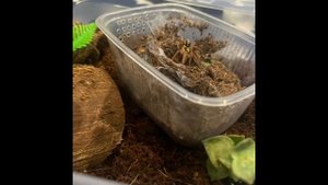 Hapalopus sp. Colombia Gross,как его содержать и его плюсы и минусы