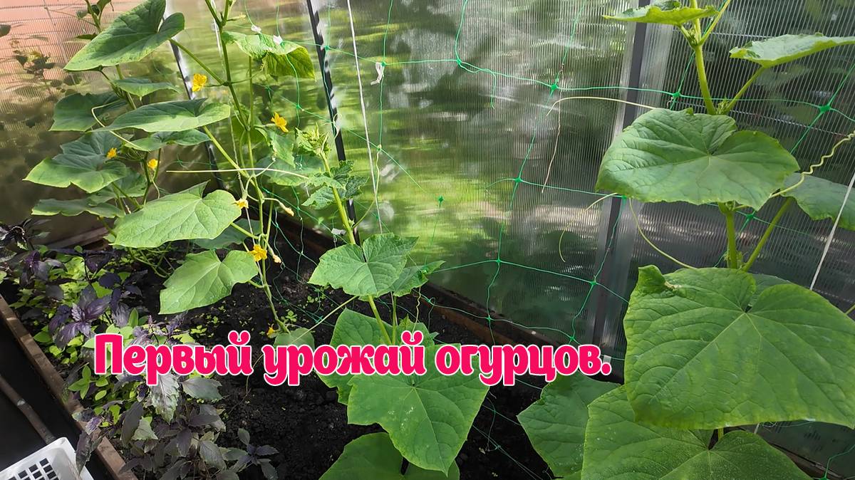Первый урожай огурцов 2025 года. От А до Я