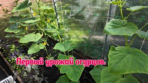 Первый урожай огурцов 2025 года. От А до Я