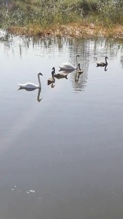 Анапа сегодня лебеди