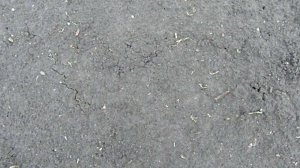 Семена моркови начали всходить на восьмой день! Обычно семена всходят долго. Я даже удивилась.