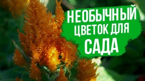 Сделайте это, чтобы вырастить целозию.