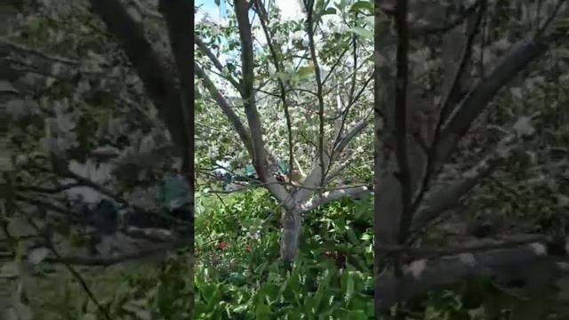 Весенняя работа с пчелами. смотреть онлайн