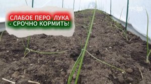 ТОНКОЕ ПЕРО ЛУКА: ЧЕМ ЛУЧШЕ ПОДКОРМИТЬ СЛАБУЮ РАССАДУ. ПЕРВАЯ ПОДКОРМКА ЛУКА ПОСЛЕ ВЫСАДКИ В ГРУНТ