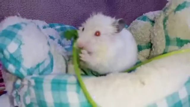 Факты о Моте, ответ вопрос смотреть онлайн