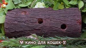 Видео для кошек про крысок развлекать питомцев 🐭🐀😂 (125)