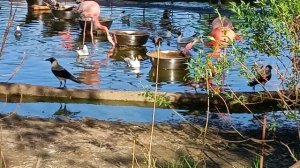 Московский зоопарк. Фламинго кормление на большом пруду зоопарка. Здесь целая стая фламинго