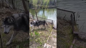 Щас бы наггетсов куснуть, покупаться и уснуть