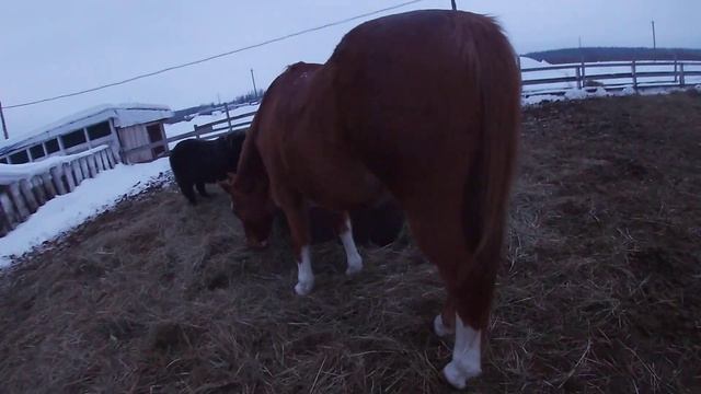 Вожак стаи смотреть онлайн