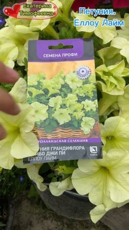 Петуния Еллоу Лайм от  [club207718094|АГРОФИРМА ПОИСК. СЕМЕНА И ПОСАДОЧНЫЙ МАТЕРИАЛ]  #петуния  #пет