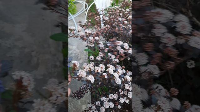 Утренние уголки моего сада...Конец мая... смотреть онлайн