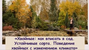 ХВОЙНЫЕ: Как вписать в сад. Устойчивые сорта. Поведение хвойных с изменением климата.