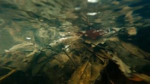 йошкар-ола сосновая роща весна 2025