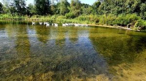 Гуси плавают на реке Бузулук в полдень летнего дня