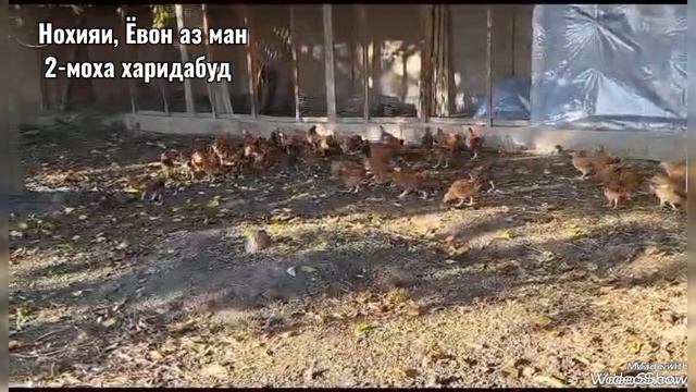 Чучаи рябушка 2-моха 50-д тел 93,337,20,48 Маjid даставка бепул смотреть онлайн