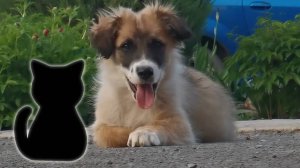 Кутёнок - пёс