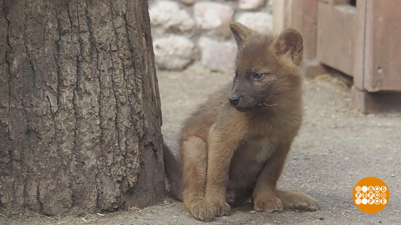 У зверушек - бэби-бум! Доброе утро. Фрагмент выпуска от 27.05.2025