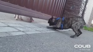 Кто это там гавкает?