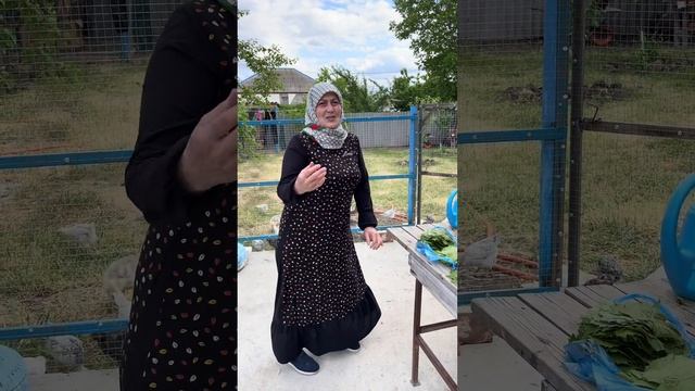 ЗАГОТОВКА ВИНОГРАДНЫХ ЛИСТЬЕВ НА ЗИМУ . смотреть онлайн