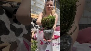 Распаковка #уралочка #распаковка #саженцы