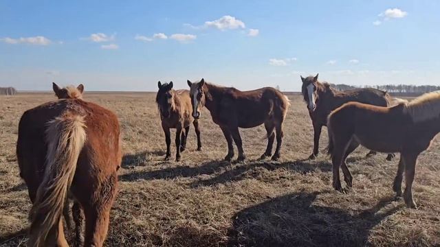 Табунное коневодство| ЛОШАДИ В АПРЕЛЕ, ожеребилась Ма? смотреть онлайн