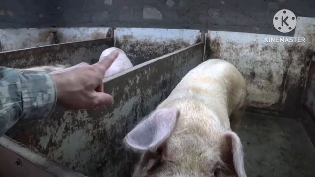 Распродаю всё своё элитное поголовье.