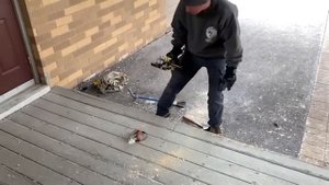 ЖИВОТНЫЕ, КОТОРЫЕ ОБРАТИЛИСЬ К ЛЮДЯМ ЗА ПОМОЩЬЮ