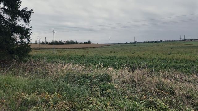 Первое видео на DJI Osmo Pocket 3 режим Normal 10 Bit Сбор виноград? смотреть онлайн