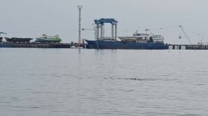 Дельфины вдоль берега плавают- я в это время следила за птичкой