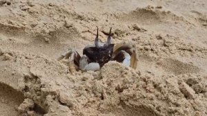 Краб 🦀