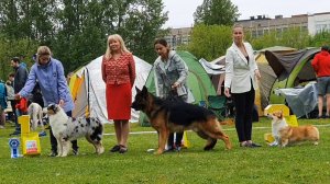 25.05.2025, СПб. Клуб "КСС ДОСААФ-2" (РКФ, РФСС). Выставка собак CAC 1 группы FCI