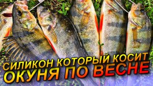 РЕАЛЬНО НАРВАЛИСЬ НА ЖОР ОКУНЯ!