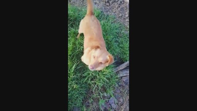 Собачки - 2022 год смотреть онлайн