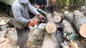 Потужні бензопили проти ясенів 🪚🪚🪚🪵🪵🪵 STIHL MS 361 i S