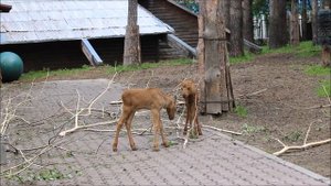 В семье лосей уже три лосёнка 27.05.2025