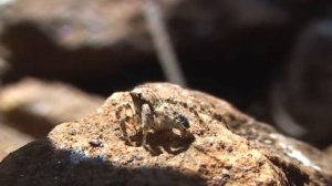 Asianellus festivus (view of jumping spiders) and ant - Паук-скакун и муравей
