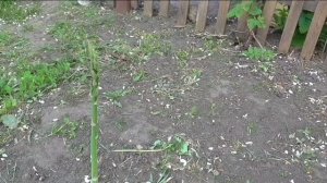 Спаржа выросла сама по себе