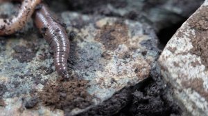 Дождевые черви в 4К видео. Отличие дождевых червей дру?