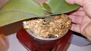 Принесла домой кактусы🌵 Вяжу новые носочки!