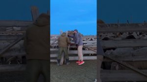 #калмыкия #путешествияпороссии #автопутешествие #путешествиессобакой #путешествия