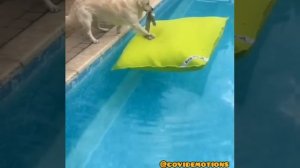 Собакен решил поплавать 🐶🥰🏊