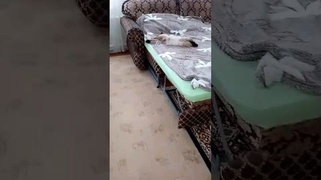 Наступили жаркие деньки. 
Животным тяжело. Маются или лежат.