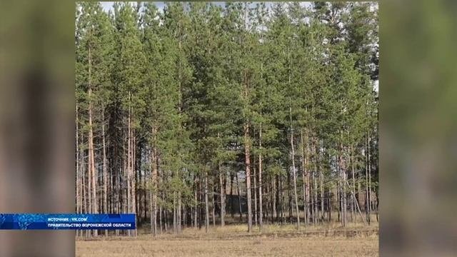 Министр по развитию муниципальных образований Воронежской области ответил на вопросы жителей региона