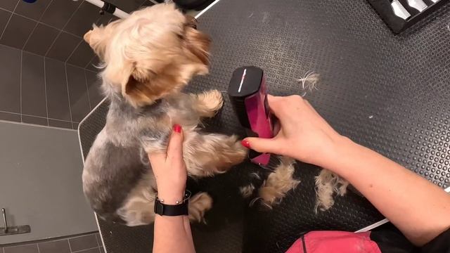 стрижка йорка смотреть онлайн