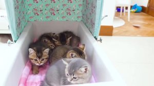 Мистер Макс Макс продаёт котят