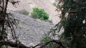 Модкабк Шикор Мастак Шикор Кабки Мода Шикор Модкавк М?