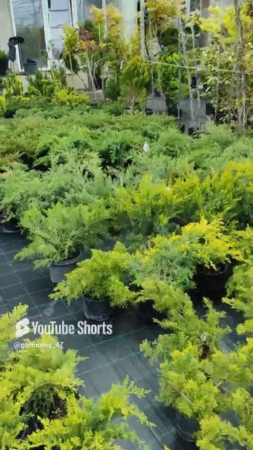 самой главной поливать растений нужно в правильной время #сад #garden  . смотреть онлайн